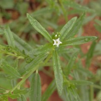 <i>Heliotropium zeylanicum</i>  (Burm.f.) Lam.